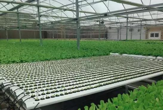 知道这几种温室设施农业种植技术吗?